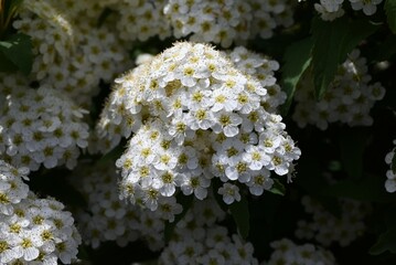 Reeves spirea (Spiraea cantoniensis) flowers. Rosaceae deciduous shrub. Small white flowers bloom in clusters in the inflorescence from April to May.