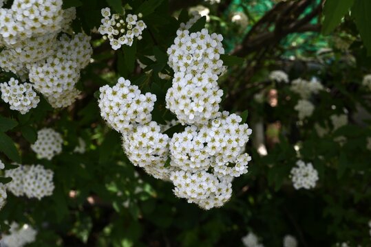 Reeves Spirea