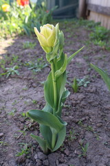 Fototapeta premium white and green tulip in the garden