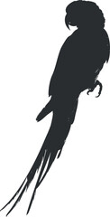 Silhouette of a parrot showcasing its elegant profile and long tail feathers against a plain background.
