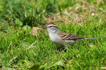 The chipping sparrow (Spizella passerina) is a species of New World sparrow, a passerine bird in the family Passerellidae.