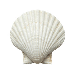 Elegant off white scallop shell isolated on black background showcasing intricate ribbed texture and smooth