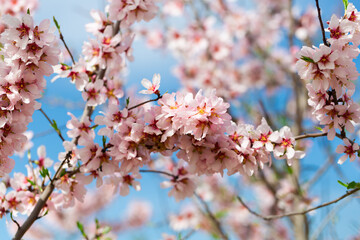 Almond tree branch with pink flowers against blur spring foliage background