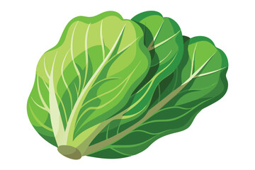 Fototapeta premium Illustration of Romaine lettuce on white.