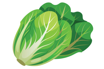 Illustration of Romaine lettuce on white.