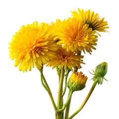 Naklejka premium Fresh bouquet of yellow dandelion flowers with stem and bud isolated on white, clipping path --v 7.0