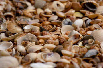 Ocean shells. Mollusk shells. Seashell background. Texture of the shells. Seashell background. Colorful sea shells as background.