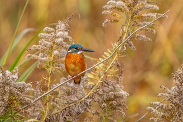 セイタカアワダチソウにとまって獲物を狙うカワセミ成鳥