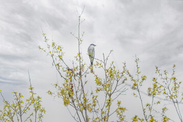 枝にとまるリュウキュウサンショウクイ