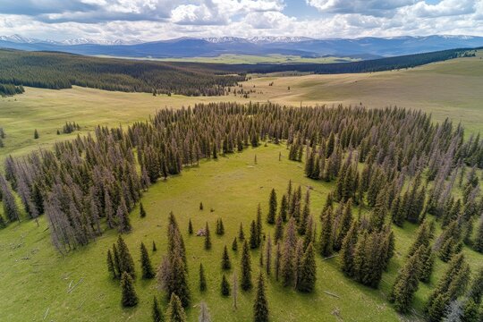 Expansive meadow dotted with coniferous trees, a mountain backdrop