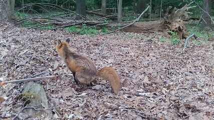 wild red fox's bowel movement in forest