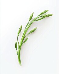Fototapeta premium Fresh green asparagus with vibrant buds on a light background.