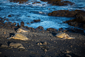 three hawaiian green sea turtles laying on black sand beach in the sun