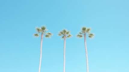 Fototapeta premium Three palm trees against a vibrant blue sky