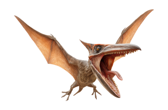Detailed Pterodactyl Model with Open Mouth Showing Sharp Teeth, Brown Textured Skin and Spread Wings in Attacking Pose Isolated on Transparent and White Background