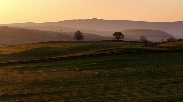Yorkshire Dales at Dawn: Rolling Green Hills, Sheep, and Dry Stone Walls Near Grassington and Burnsall