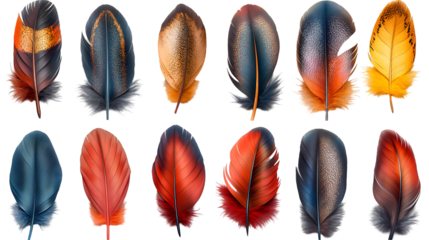 Exotic Bird Feathers Twelve Vibrant Plumage Samples.