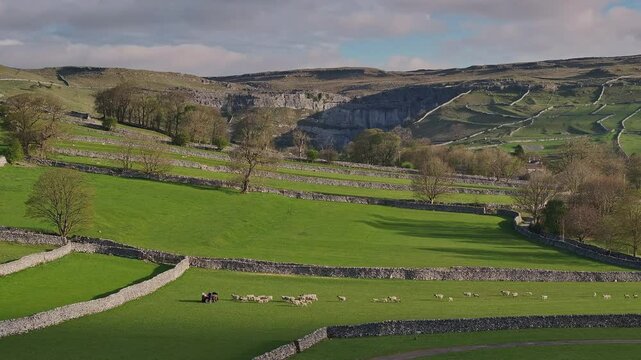 Aerial Drone View of Sheep Grazing Near Malham Cove in the Yorkshire Dales National Park