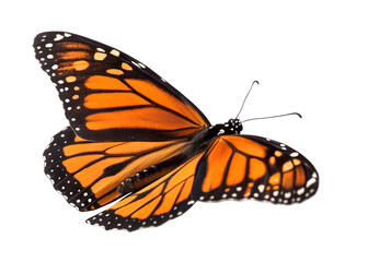 Fototapeta premium Monarch Butterfly: A macro shot captures the stunning detail of a Monarch butterfly, its vibrant orange and black wings spread gracefully, showcasing the intricate patterns of nature.