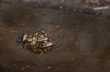 Pair of mating American toads in a Massachusetts puddle 