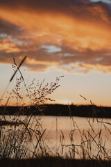 Obraz premium Silhouette of Grasses at Sunset by the Lake