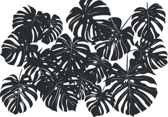 A vibrant collection of tropical monstera leaves arranged artistically on a white background.