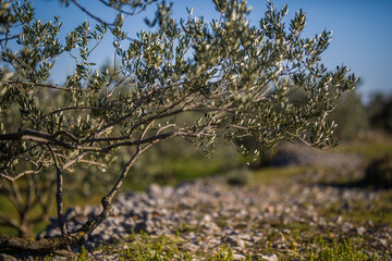 Olive trees on island of Šolta in Dalmatia, Croatia