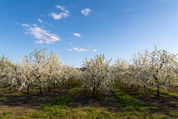 Kwitnące sady wiosną – białe drzewa owocowe na tle błękitu nieba © Kacper