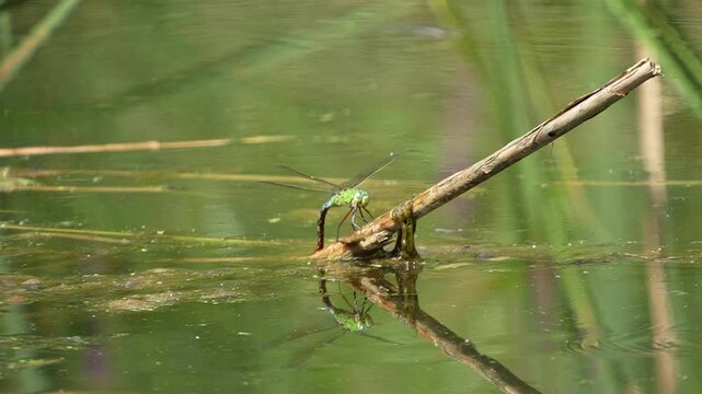 Slowmotion of a dragonfly perching on a wooden stick that sticking out of a body of water