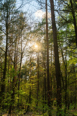 Obraz premium Promienie słońca w lesie sosnowym – wiosenny krajobraz leśny