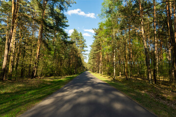 Leśna droga asfaltowa – prosta trasa przez wiosenny las