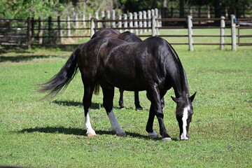 black horse with white boots and white blade on the front face