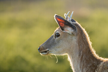 黄緑色の草原で子鹿の頭に生え始めた２本の角が小さくて可愛いです。背景は黄緑色の草原でシカは上部のクローズアップで左側を向いている横構図です。