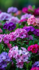 Fototapeta premium Vibrant Pink Purple Flower Garden Bloom Stunning Floral Display Close Up