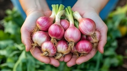 Freshly Harvested Red Onions Held in Hands Outdoors in a Garden