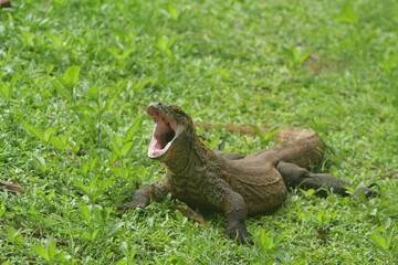 A Komodo dragon yawns while basking in the morning
