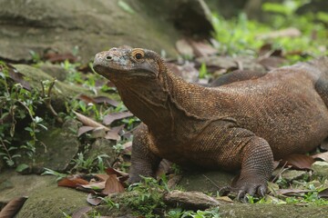a komodo crawling on the grass in the morning