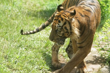 a Sumatran tiger is turning around