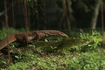 a salvator lizard crawling on rocks in the morning