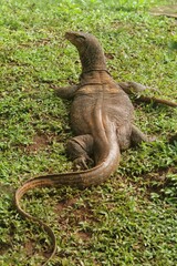 rear view of a salvator lizard basking in the grass