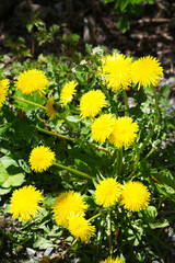 Dandelion (Taraxacum)