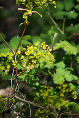 horse chestnut, horse-chestnut, European horsechestnut, buckeye, or conker tree (Aesculus hippocastanum)