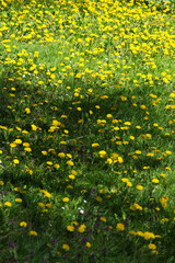 Dandelion (Taraxacum)