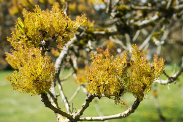 Oregon ash (Fraxinus latifolia)