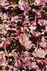 Alumroot and coral bells (Heuchera)