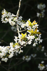Japanese cherry (Prunus serrulata)