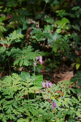Pacific bleeding heart (Dicentra formosa)