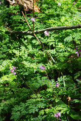 Pacific bleeding heart (Dicentra formosa)