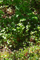 Herb robert (Geranium robertainum)
