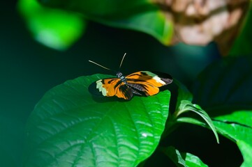Tiger Longwing Butterfly at Meijer Botanical Gardens, in Grand Rapids, Michigan.